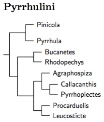 Click for Pyrrhulini tree