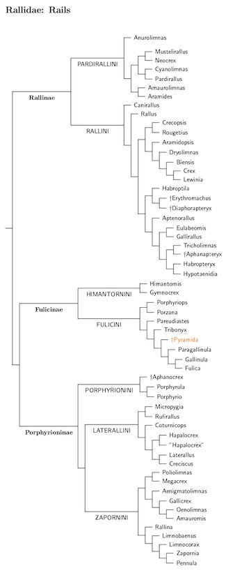 Click for Rallidae species tree