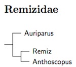 Click for Remizidae tree