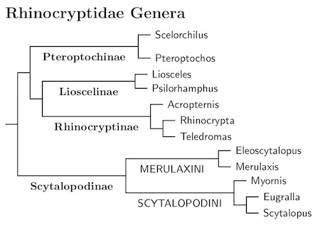 Click for Rhinocryptidae tree