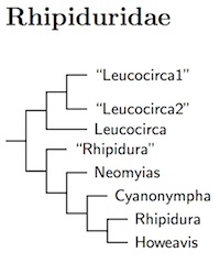 Click for fantail tree