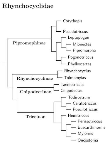 Click for Rhynchocyclidae tree