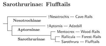 Sarothruridae tree