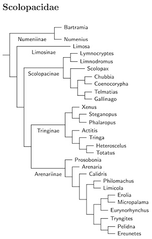 Click for Scolopacidae species tree