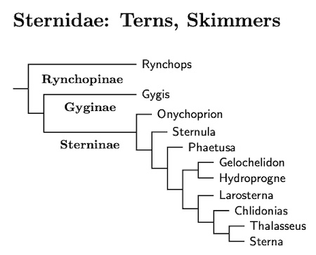 Click for Sternidae species tree