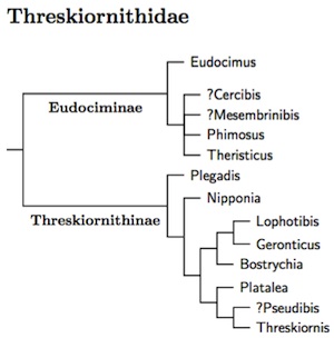 Threskiornithidae tree
