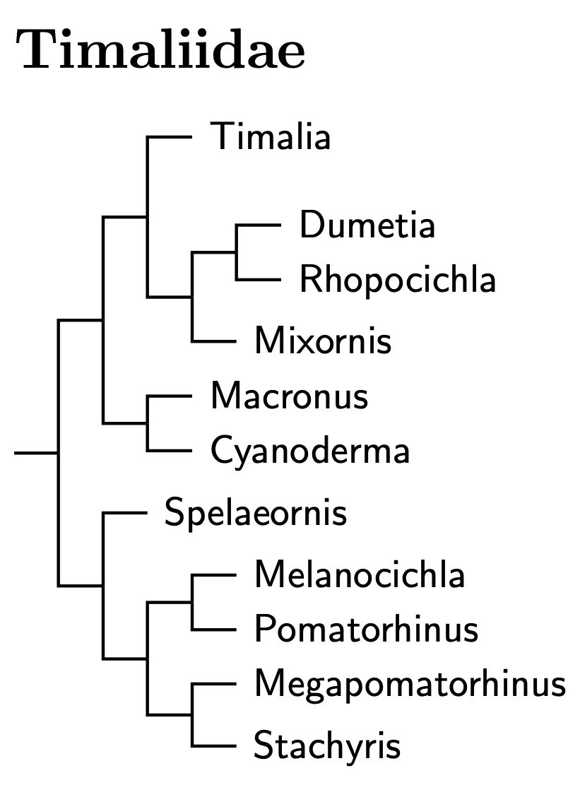 Click for Timaliidae tree
