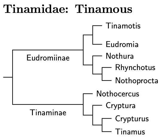 Tinamidae tree