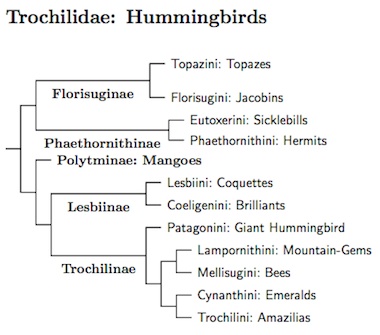 Click for Trochilidae tree