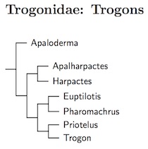 Click for Trogonidae tree