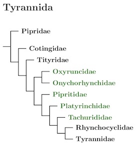 Tyrannida tree