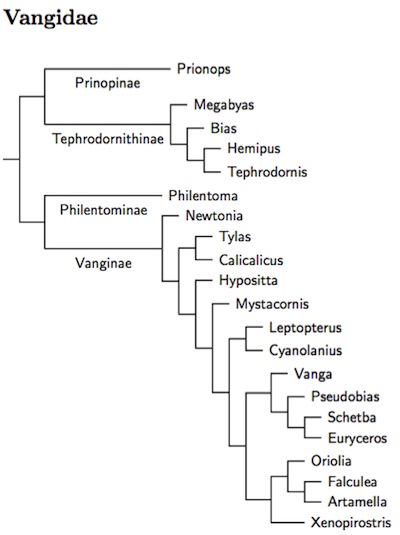 Vangidae tree