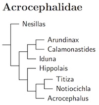 Click for Acrocephalidae tree