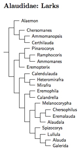 Click for Alaudidae species tree