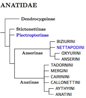 Anatidae tree