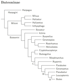 Buteoninae tree