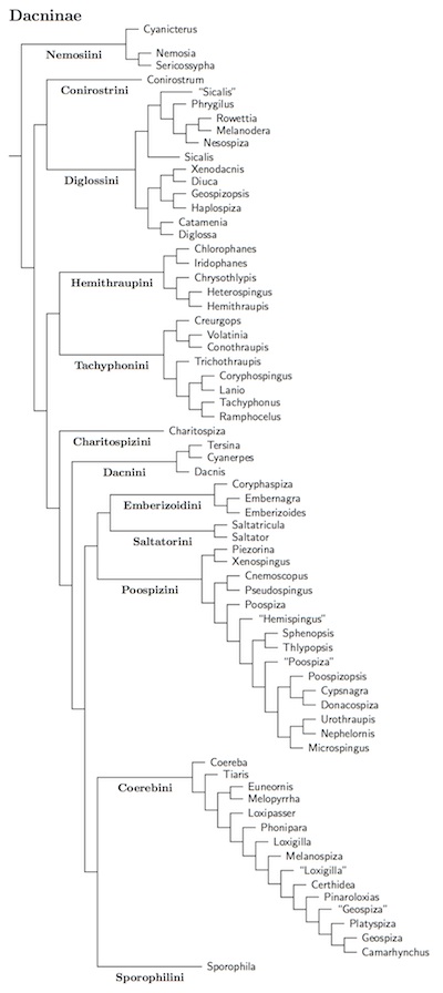 Dacninae tree