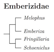 Emberizidae tree