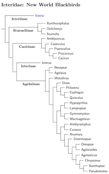 Icteridae tree