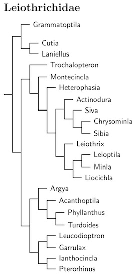 Click for Leiothrichidae tree