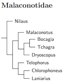 Click for Malaconotidae tree