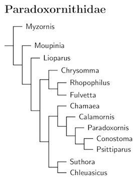 Click for Paradoxornithidae tree