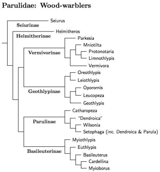 Parulidae tree