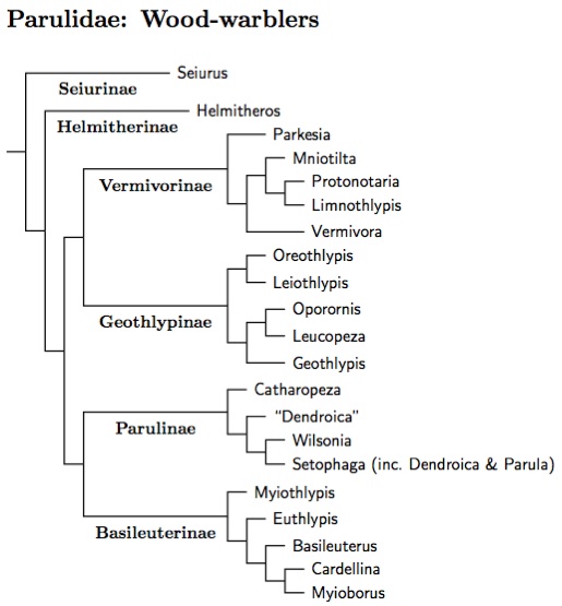 Parulidae tree