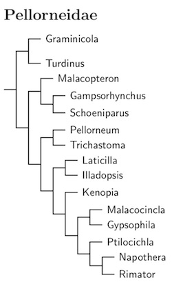 Click for Pellorneidae tree