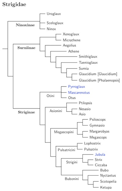 Strigidae tree