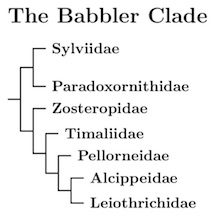 Babbler Clade