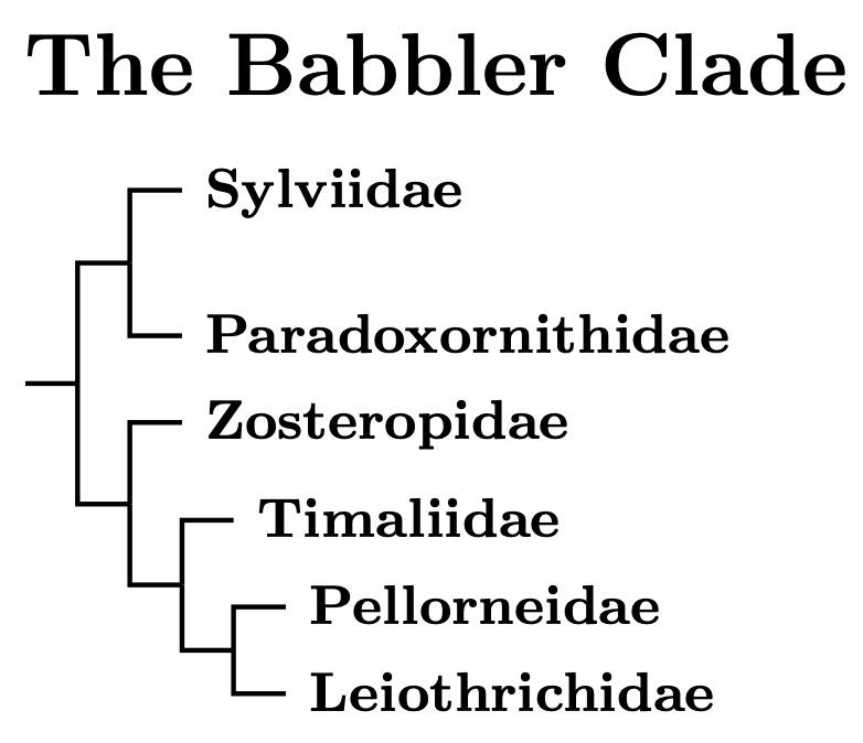 Babbler Clade