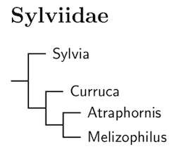 Click for Sylviidae tree