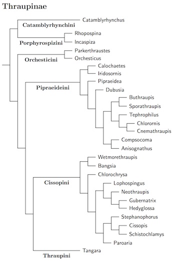 Thraupinae tree