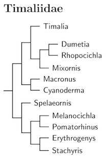 Click for Timaliidae tree