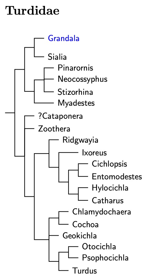 Turdidae tree