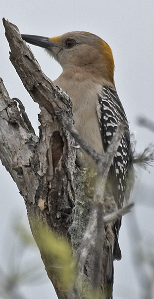 [Golden-fronted Woodpecker]