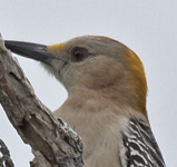 [Golden-fronted Woodpecker]