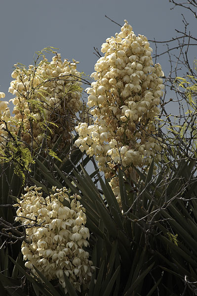 [Yucca Flowers]