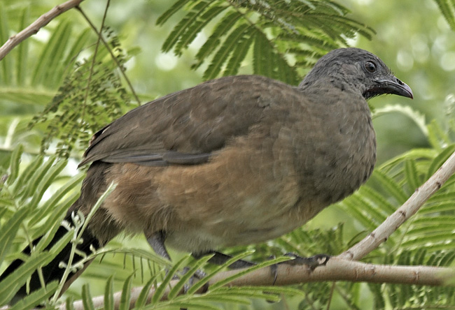 [Plain Chachalaca]