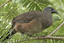 [Chachalaca]