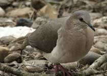 [White-tipped Dove]