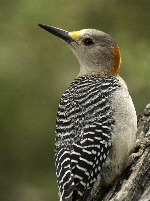 [Golden-fronted Woodpecker]