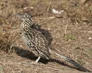 [Greater Roadrunner]