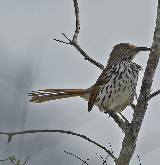 [Long-billed Thrasher]