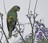 [Red-crowned Parrot]