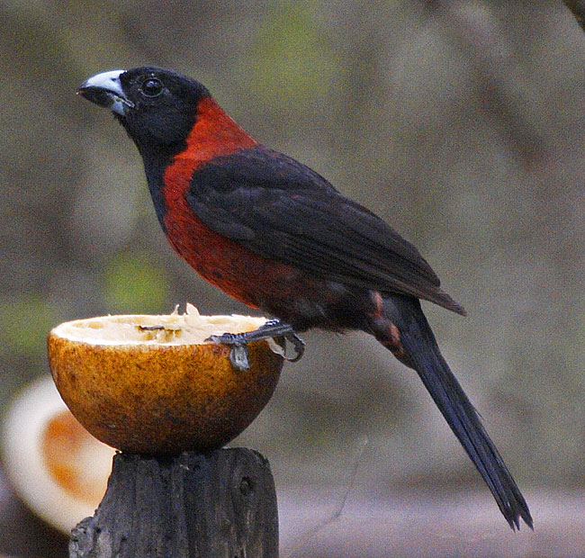 [Crimson-collared Grosbeak]