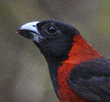 [Crimson-collared Grosbeak]