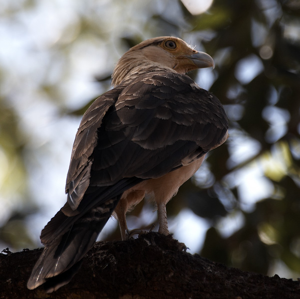 [Yellow-headed Caracara]