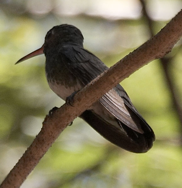 [Glittering-throated Emerald]